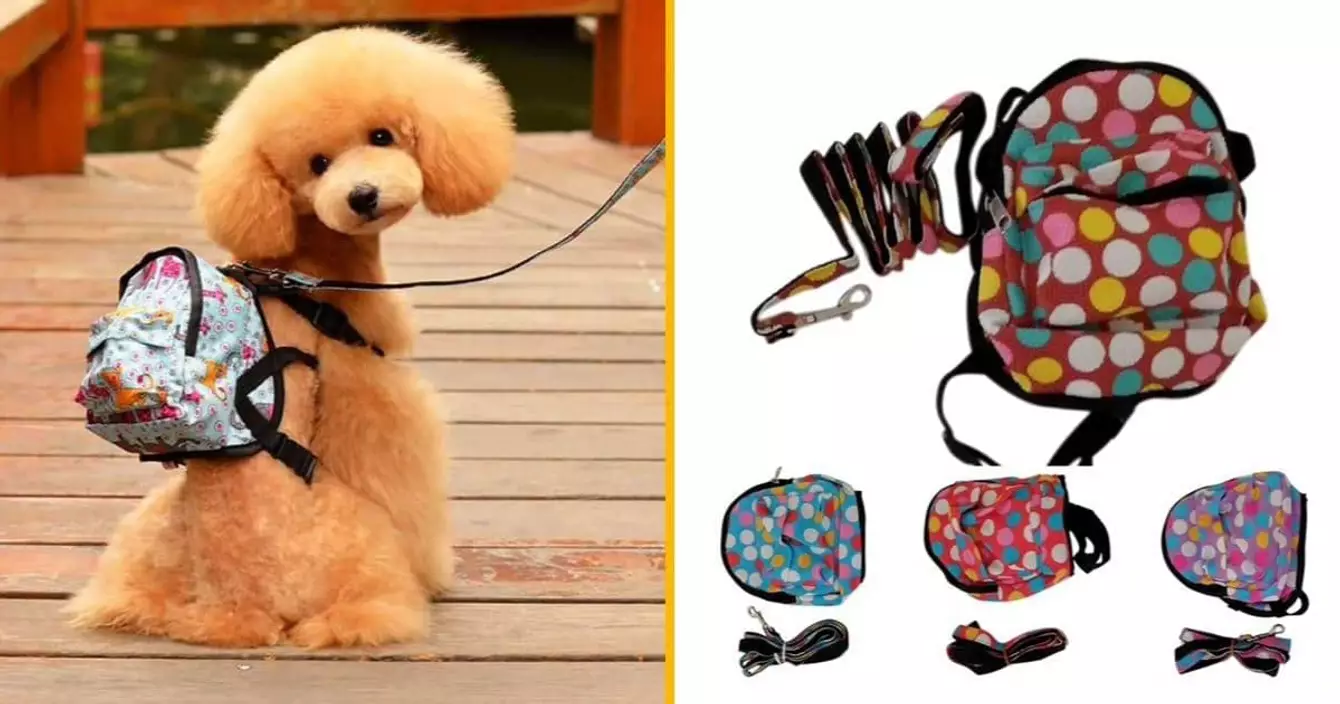 sac-a-dos-chiens-range-affaires