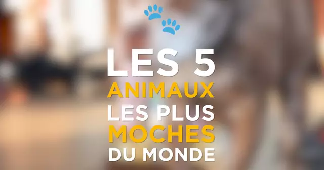 VIGNETTE_ANIMAUX_MOCHES0