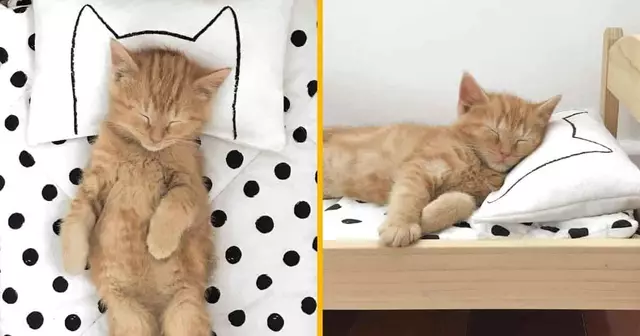 oreiller-chat-caler-petites-oreilles