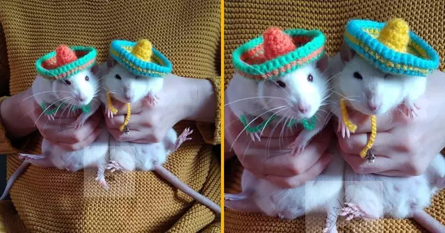 un-chapeau-de-fete-pour-hamster