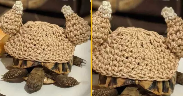 costume-dinde-tortue