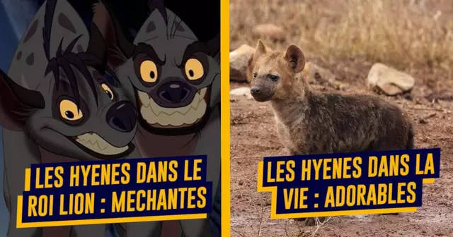 une_hyenes