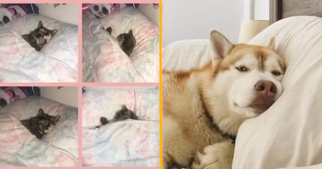 une_chiens_chats_lits