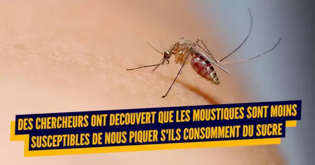 UNE_TOP_ETUDES_MOUSTIQUES