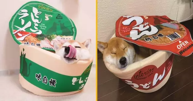 niche-chien-forme-boite-ramen