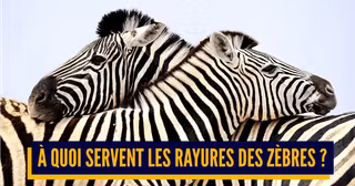 UNE_TOP_QUESTIONS_ANIMAUX