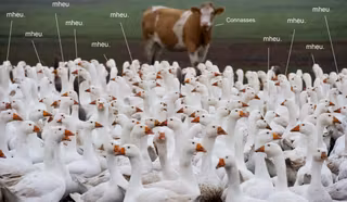 Dialogue de vache et d'oies