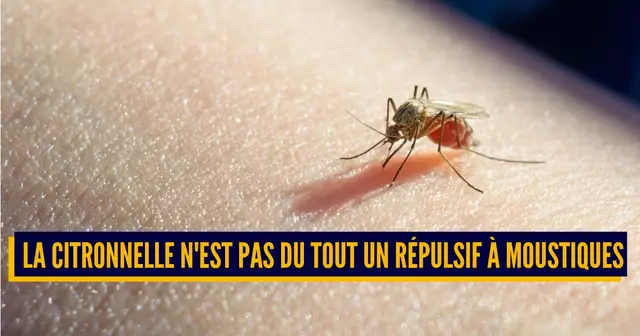 idee recue moustique