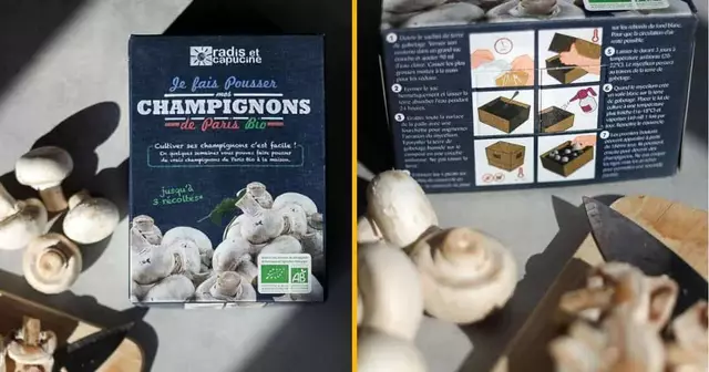 kit-faire-pousser-champignons-paris