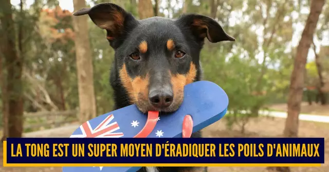 UNE_TOP_TRUCS_FAIRE_TONGS