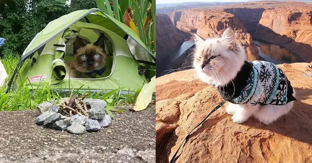 chat-camping