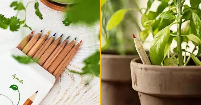 crayon-planter-herbes