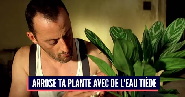 CONSEILS PLANTE