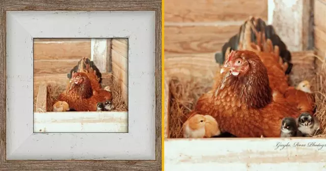 photographie-de-poule