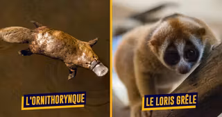 AnimauxVenimeuxSavaitPas