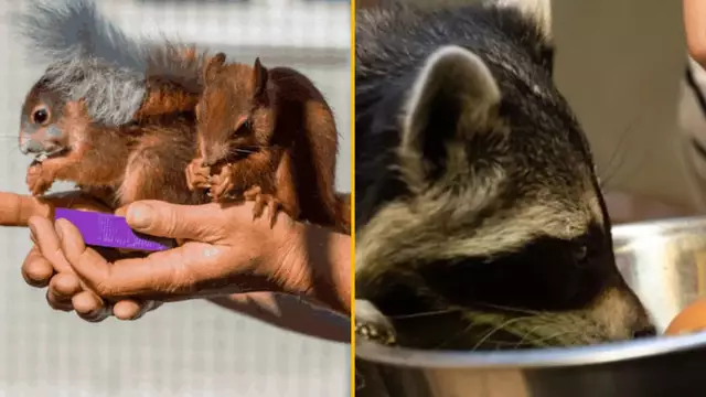 SOIGNEUR-DRESSEUR-ANIMAUX