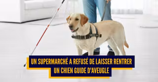top chien d'aveugle