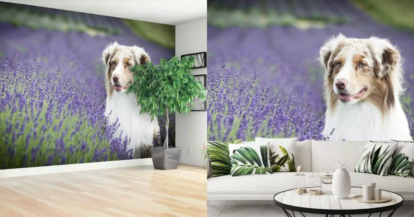 papier-peint-berger-australien