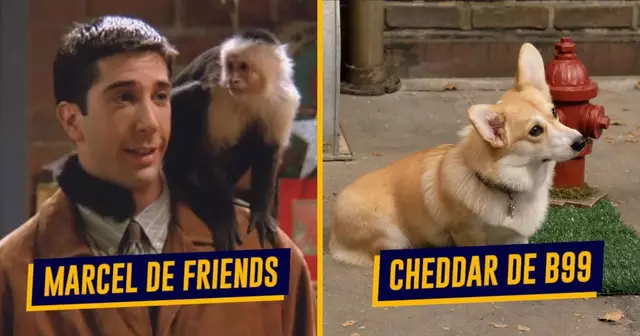 une-top-animaux-series