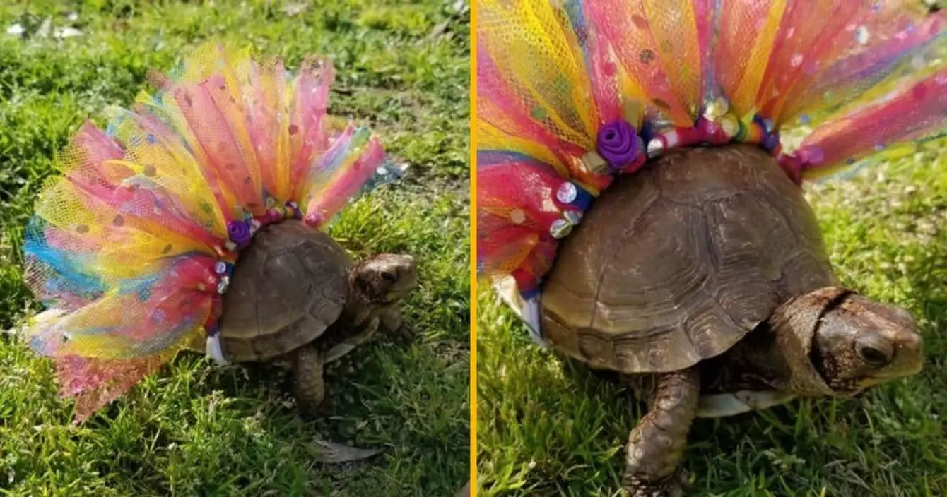 tutu-arc-en-ciel-tortue