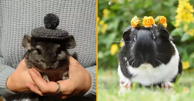 UNE_SHOPPING_CHAPEAU_RONGEUR