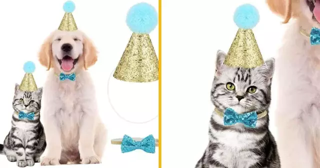 chapeau-anniversaire-chat