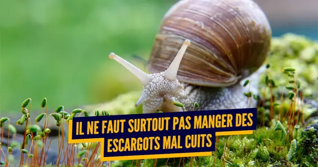 escargot