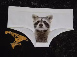 culotte-raton-laveur