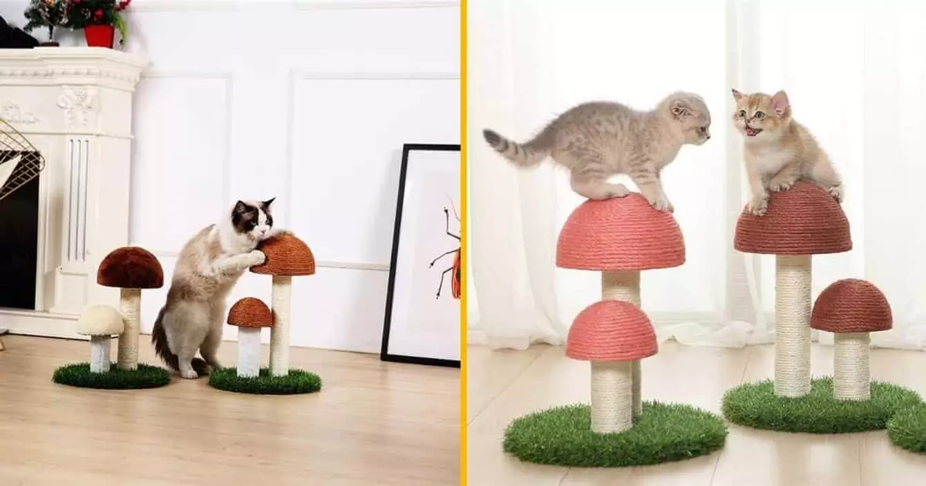 grattoir-chat-champignon