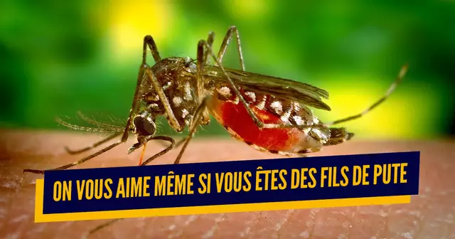 une_moustiques_amour