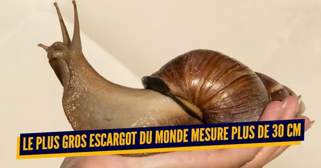 escargot