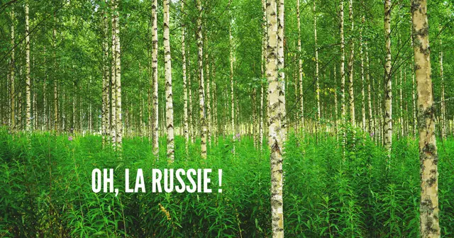 birch-forest-in-russia