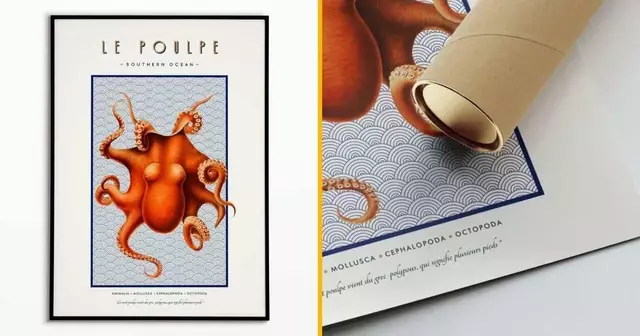 bibi-poulpe
