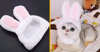 oreilles-lapin-pour-chats