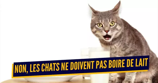 CROYANCE CHAT OK