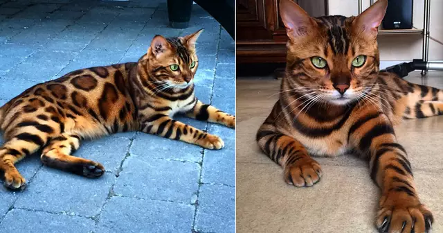 thor-bengal-chat-fourrure-parfaite