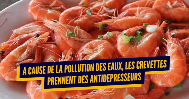 une_pollution_effets_pervers