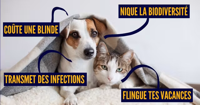 ANIMAUX COMPAGNIE (2)