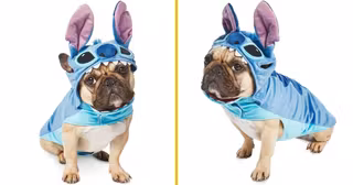 un-deguisement-de-stitch-pour-chien