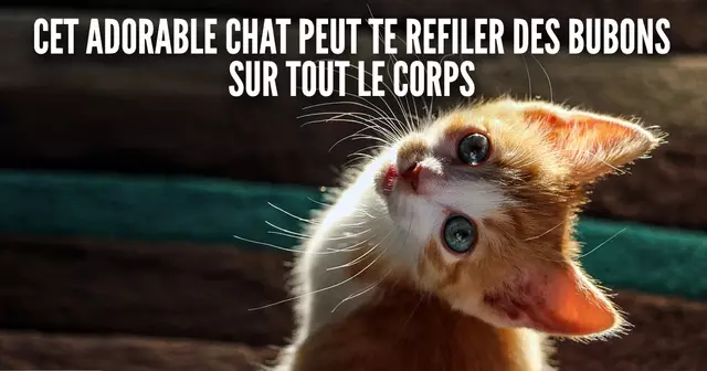 une_chat_mignon