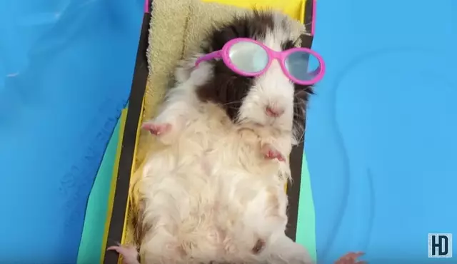 Tiny Hamster s Tiny BBQ  Ep. 8    YouTube