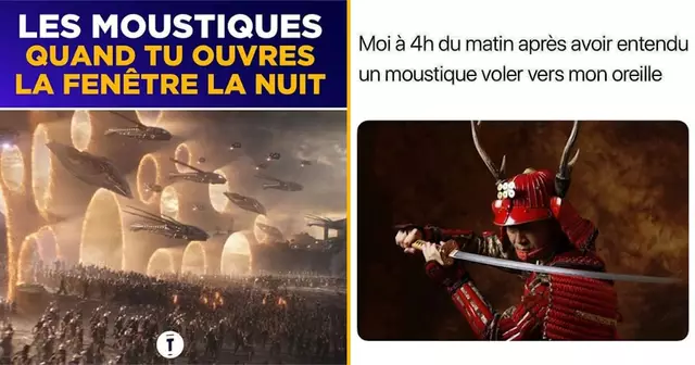 top memes moustiques