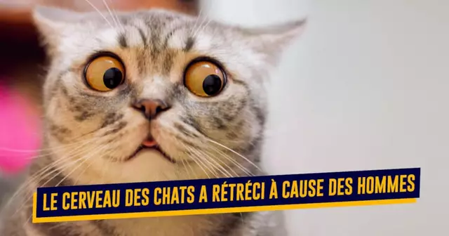 DomesticationAnimaux