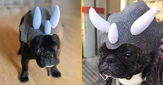 chapeau-triceratops-bulledog