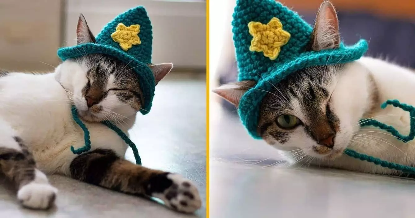 bonnet-nemo-chat