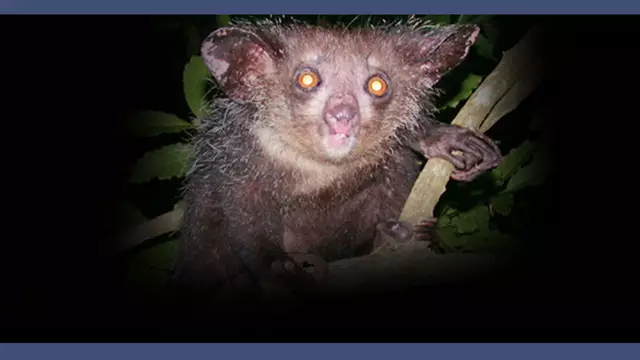 Vignette-Video-animaux-moches