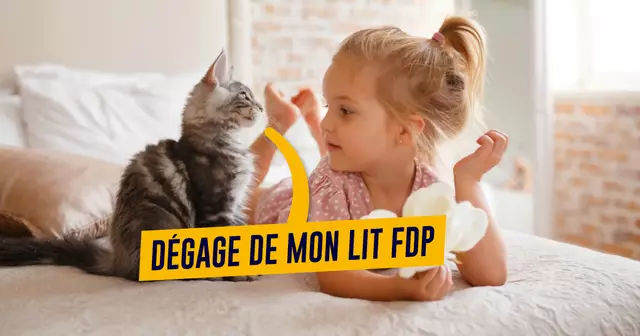 UNE_REDAC_chat-domine