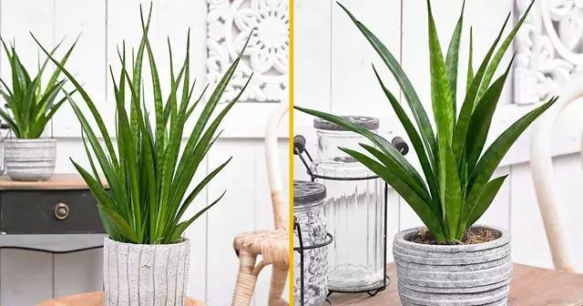 plante-tropicale-interieur