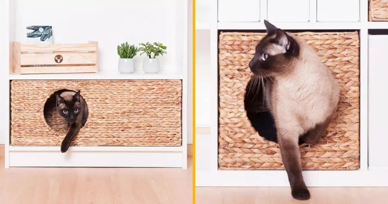 panier-osier-pour-chat-etagere-ikea-billy