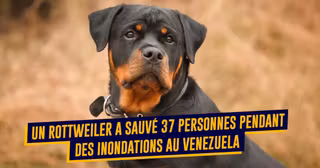 top animaux sauve vie 2